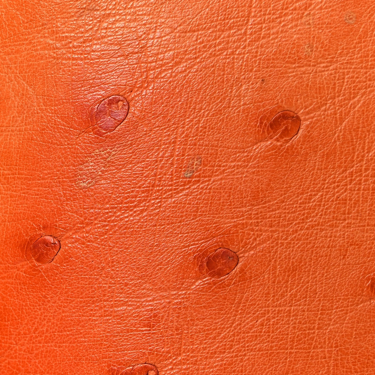 Ostrich Alma BB Piment